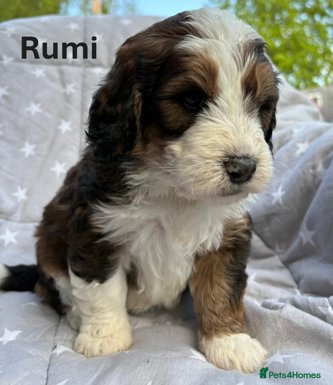 Bernedoodle dogs for sale: Bernedoodle puppies. F1b. Home reared, DNA tested  - Advert 1