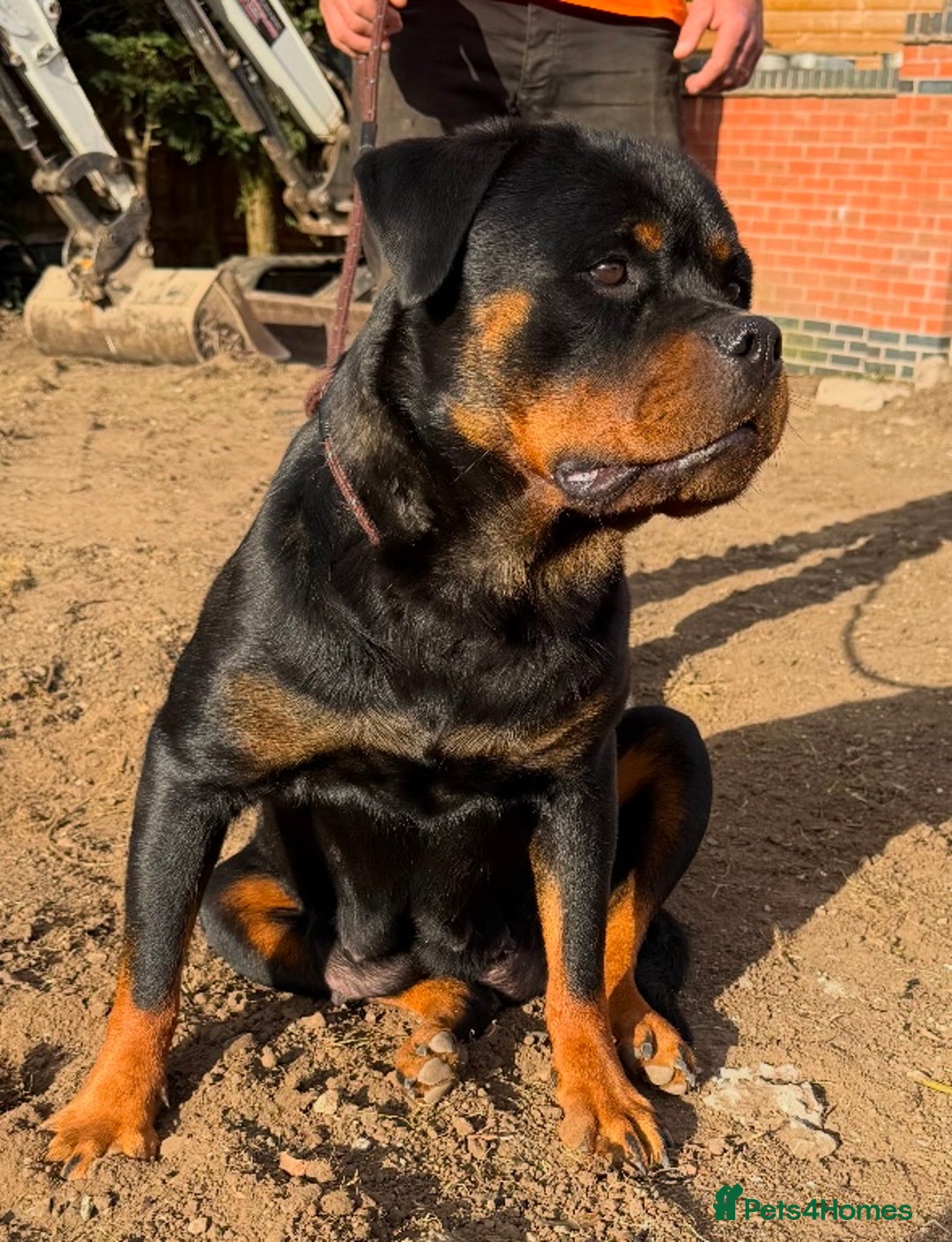 Rottweiler dogs for sale: 🦍🖤🤎KC REG 5 star breeders🤎🖤🦍 - Image 12