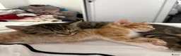 Bengal cats for sale: Two beautiful Bengal kittens  - Advert 5