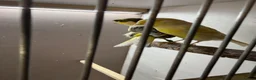 Canaries birds for sale: 2 x canaries with cage  - Advert 3