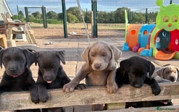 Labrador Retriever dogs for sale: KC Silver, Charcoal & Black Labs for sale - Image 3