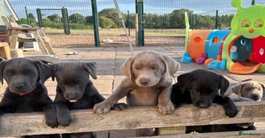 Labrador Retriever dogs - Advert 5