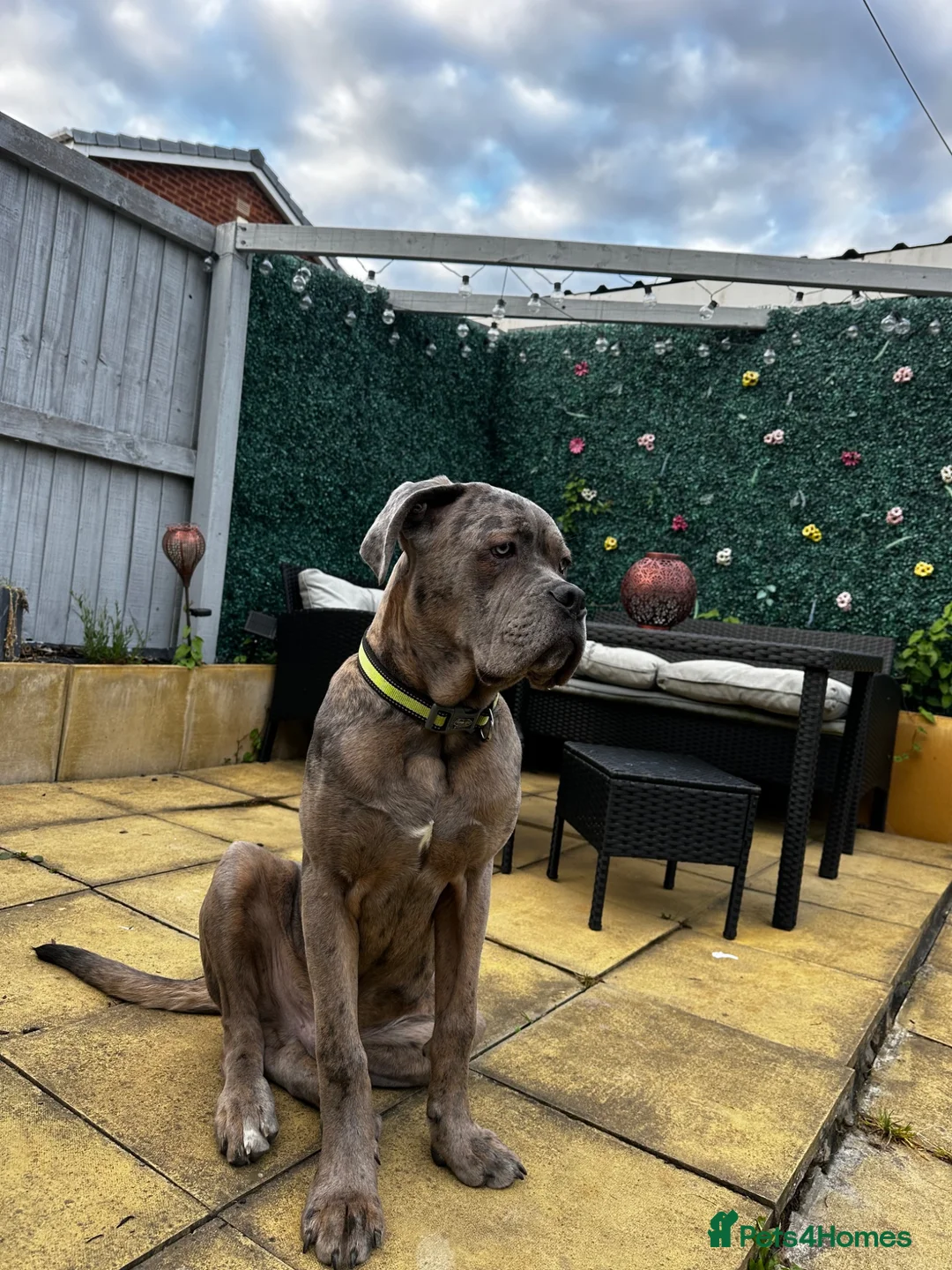 Mixed Breed dogs for sale: Italian Daniff  in Wakefield - Advert 2