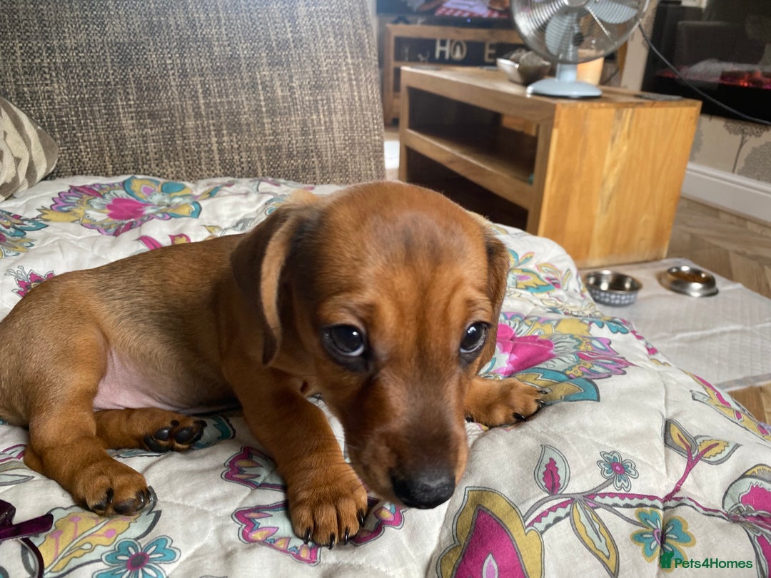 Dachshund dogs for sale: Miniature dachshund puppies  - Image 5