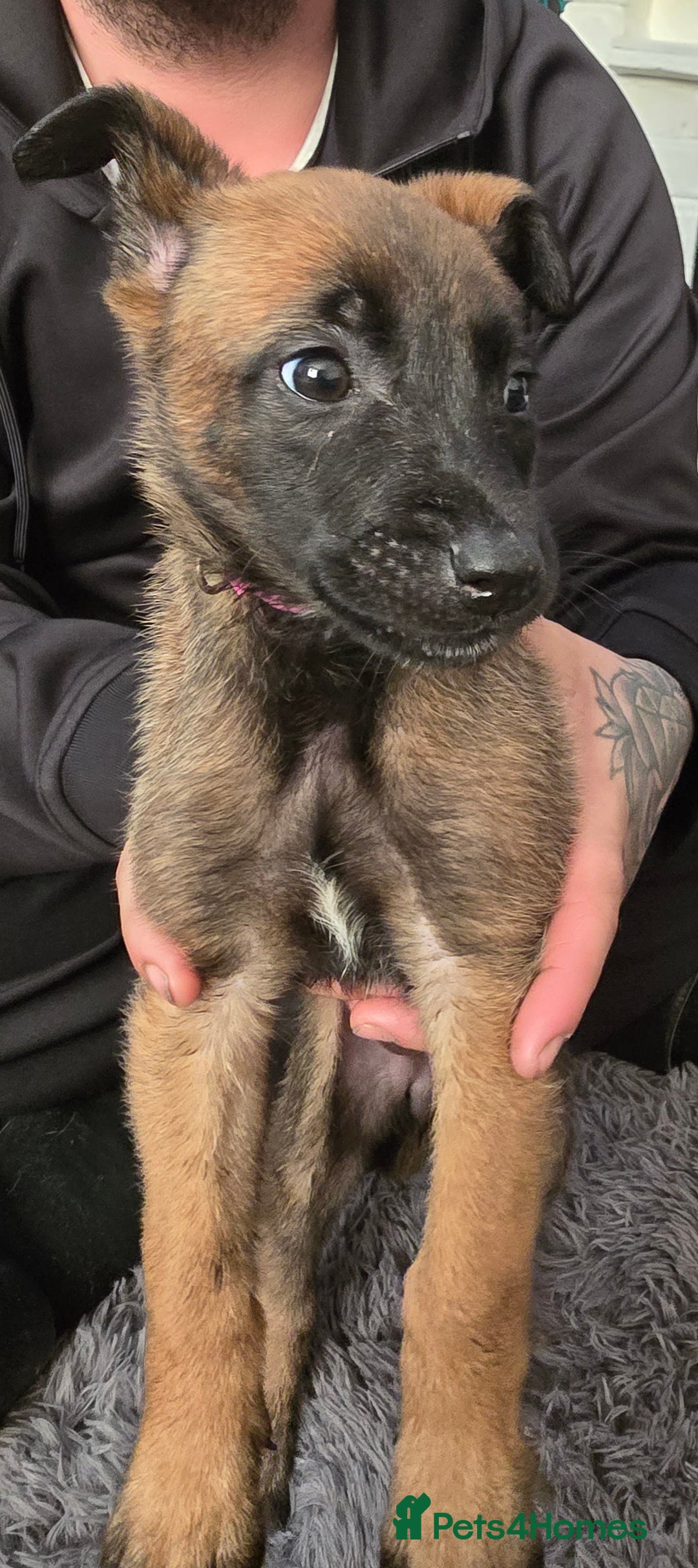Mixed Breed dogs for sale: Belgian malinois  - Advert 17