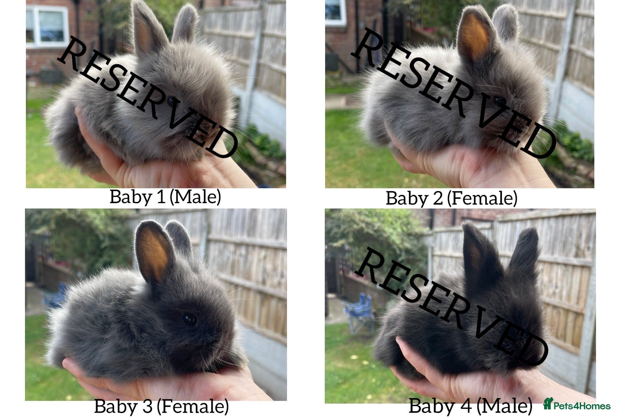 Angora rabbits for sale: ⭐️Baby Angora x Lionheads Looking for new homes ⭐️ - Advert 1