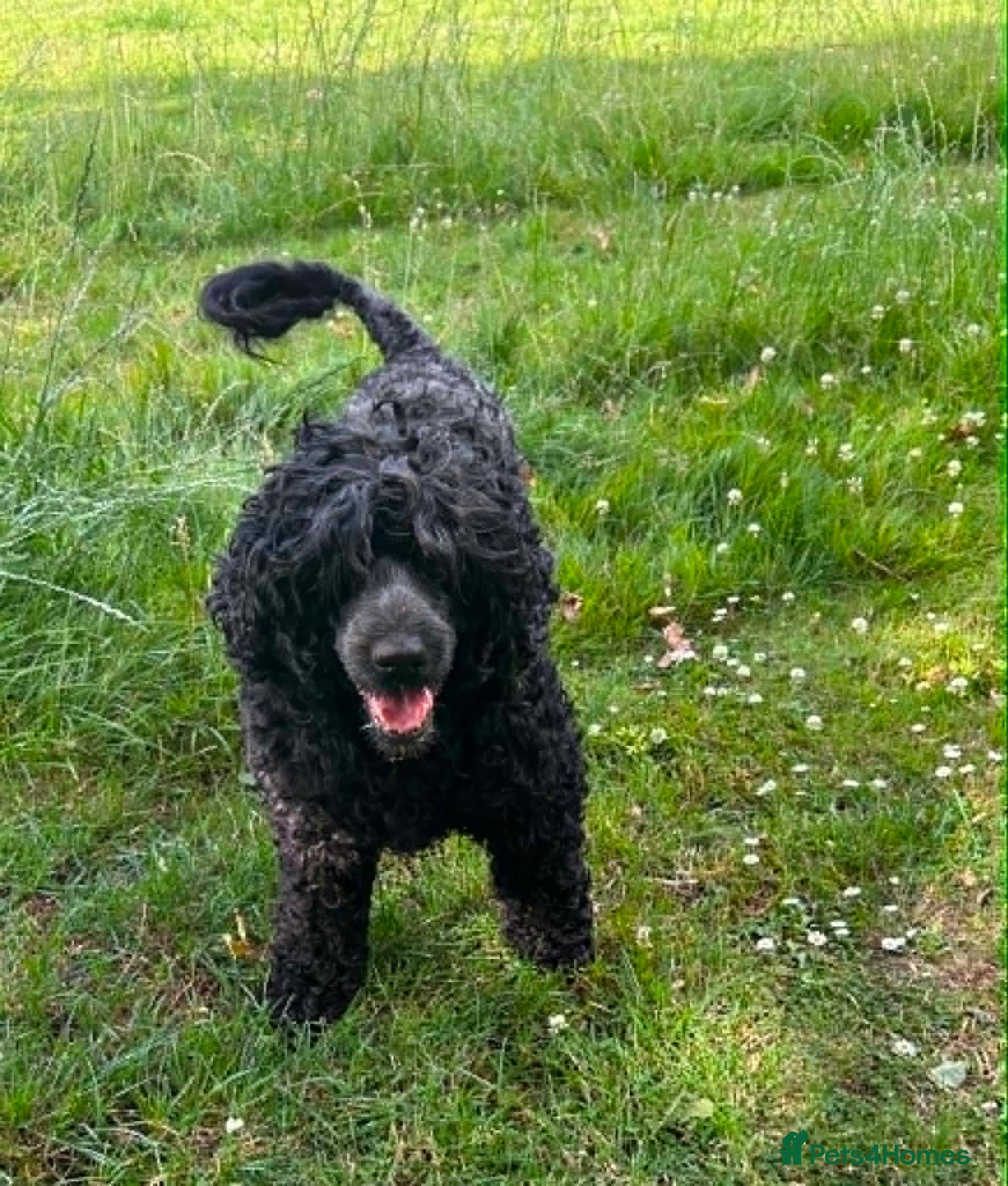 Mixed Breed dogs Portuguese Water Dog X Labrador - Advert 1