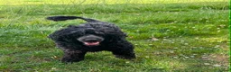 Mixed Breed dogs for sale: Portuguese Water Dog X Labrador - Advert 1