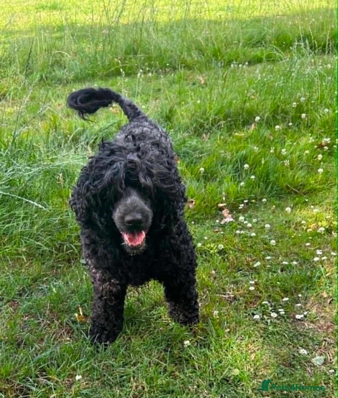 Mixed Breed dogs for sale: Portuguese Water Dog X Labrador - Advert 1