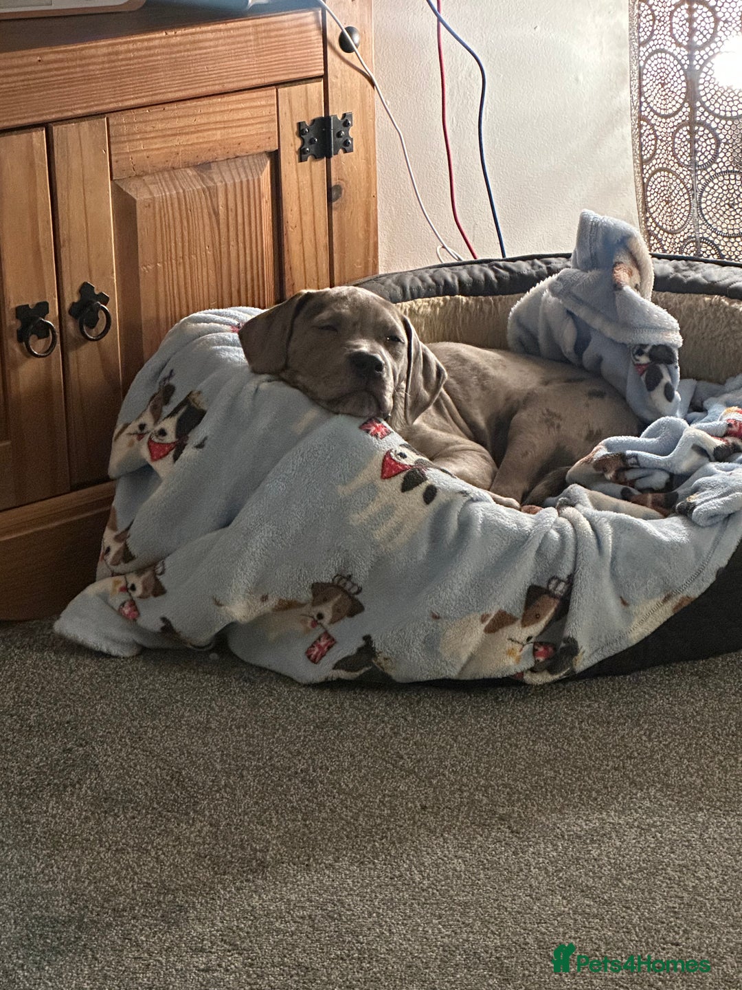 Mixed Breed dogs for sale: 14 week old Rhodesian RidgebackXCane Corso - Advert 4