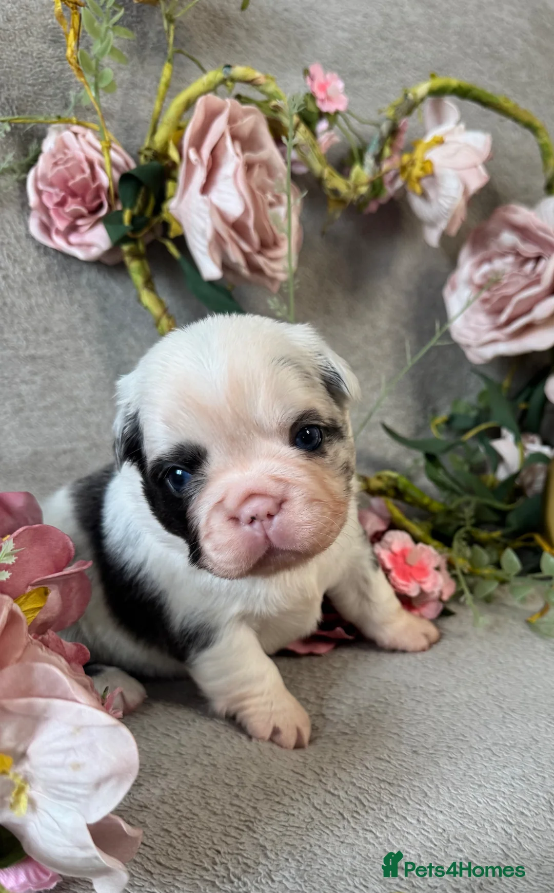 French Bulldog dogs for sale: Beautiful Fluffy Frenchies!  - Advert 1