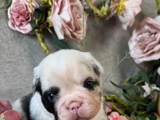 French Bulldog dogs Beautiful Fluffy Frenchies! - Advert 1