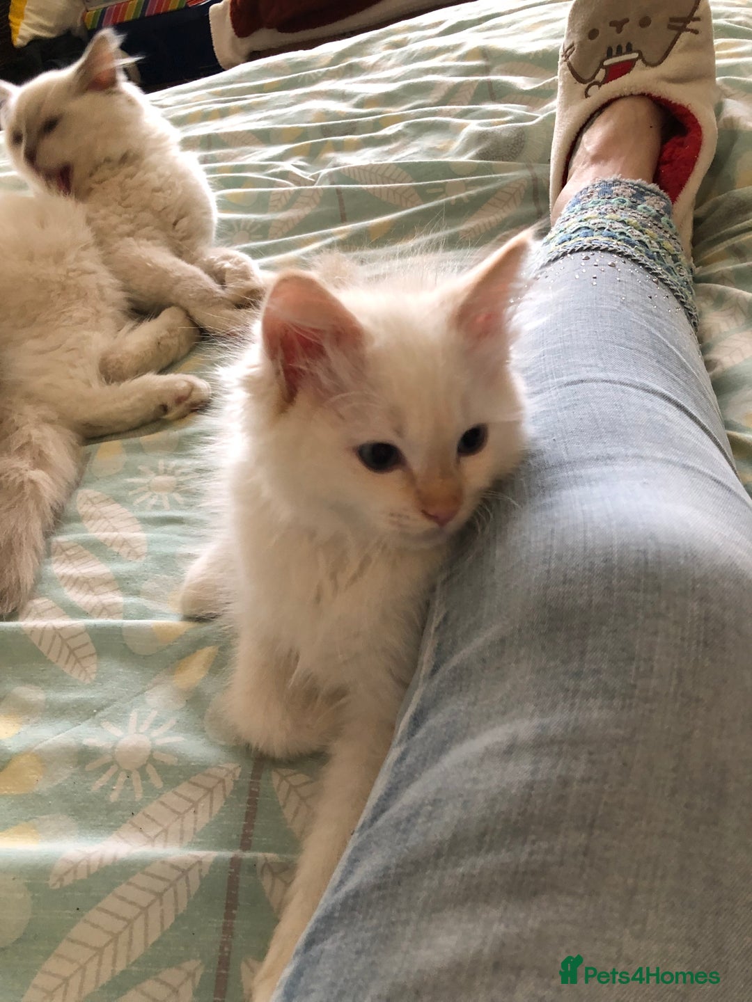 Ragdoll cats for sale: Tica reg Cherubim Ragdoll bonded siblings. Male.  - Advert 20