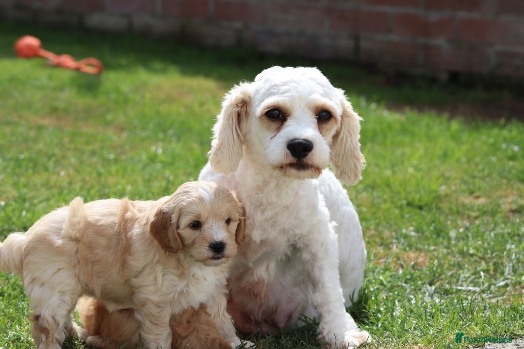 Cavapoochon dogs for sale: Beautiful Cavapoochon puppies for sale - Image 3