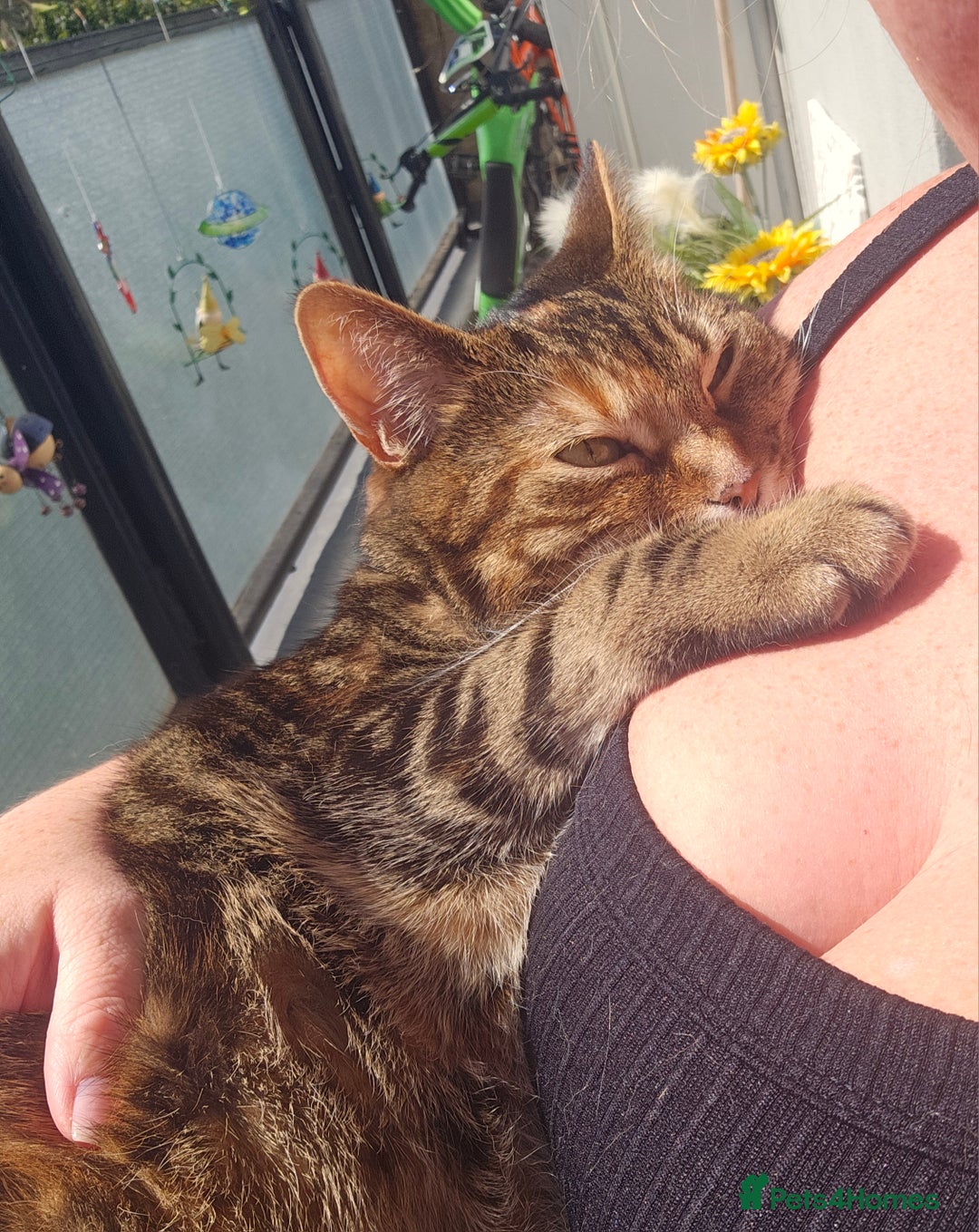 Mixed Breed cats for sale: Beautiful Kitty ♥️ - Image 6