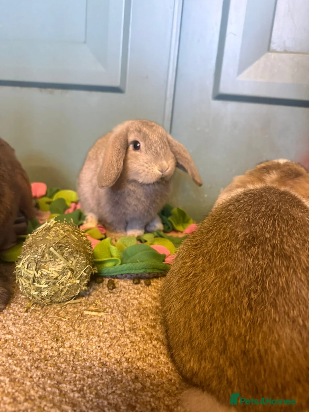 Dwarf Lop rabbits for sale: 2 male lops for sale  in Swanley - Advert 2