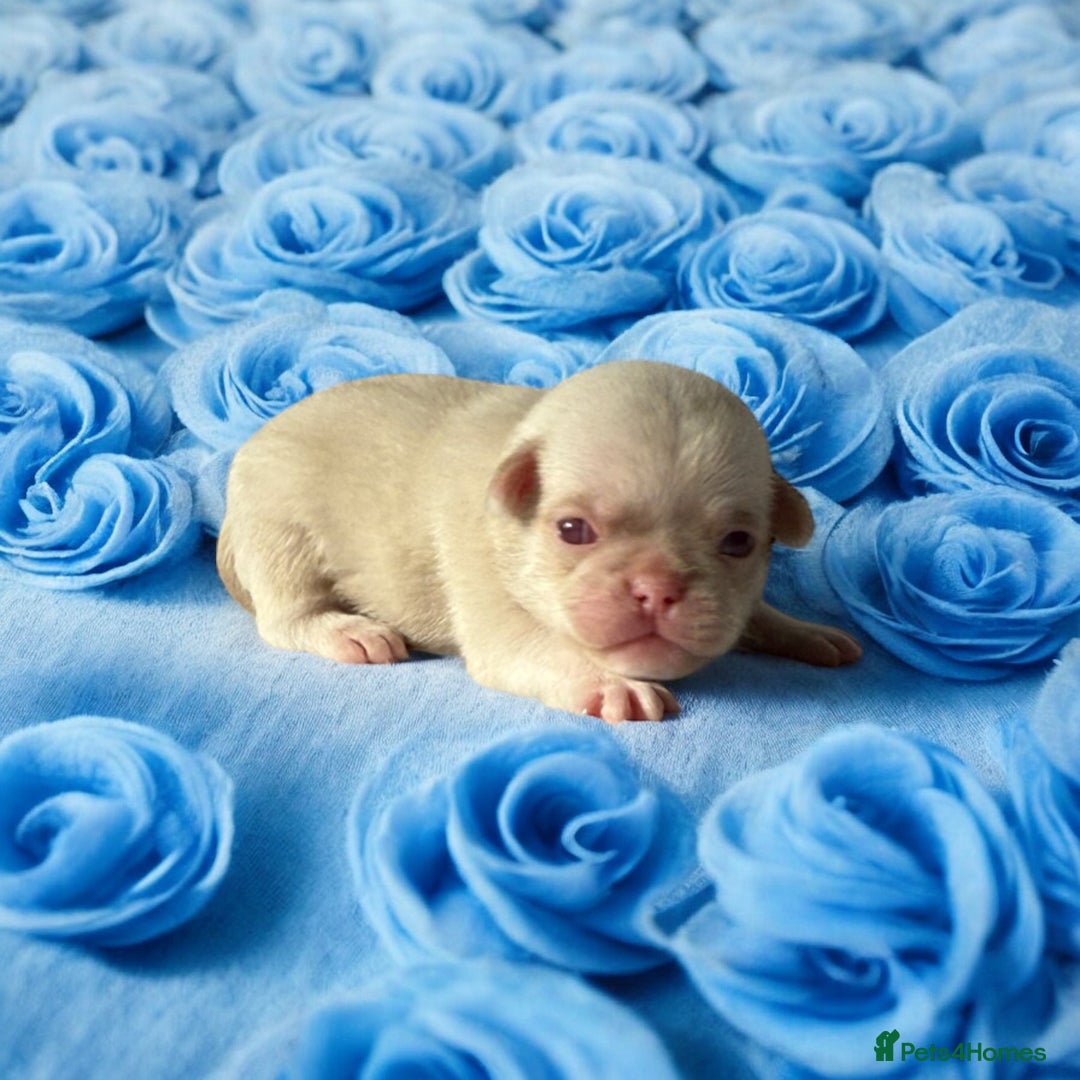 Pug dogs for sale: 7 boys ready to go next week!!!🩵 - Image 33