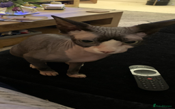 Sphynx cats for sale: Atticus and Phoenix  - Image 4