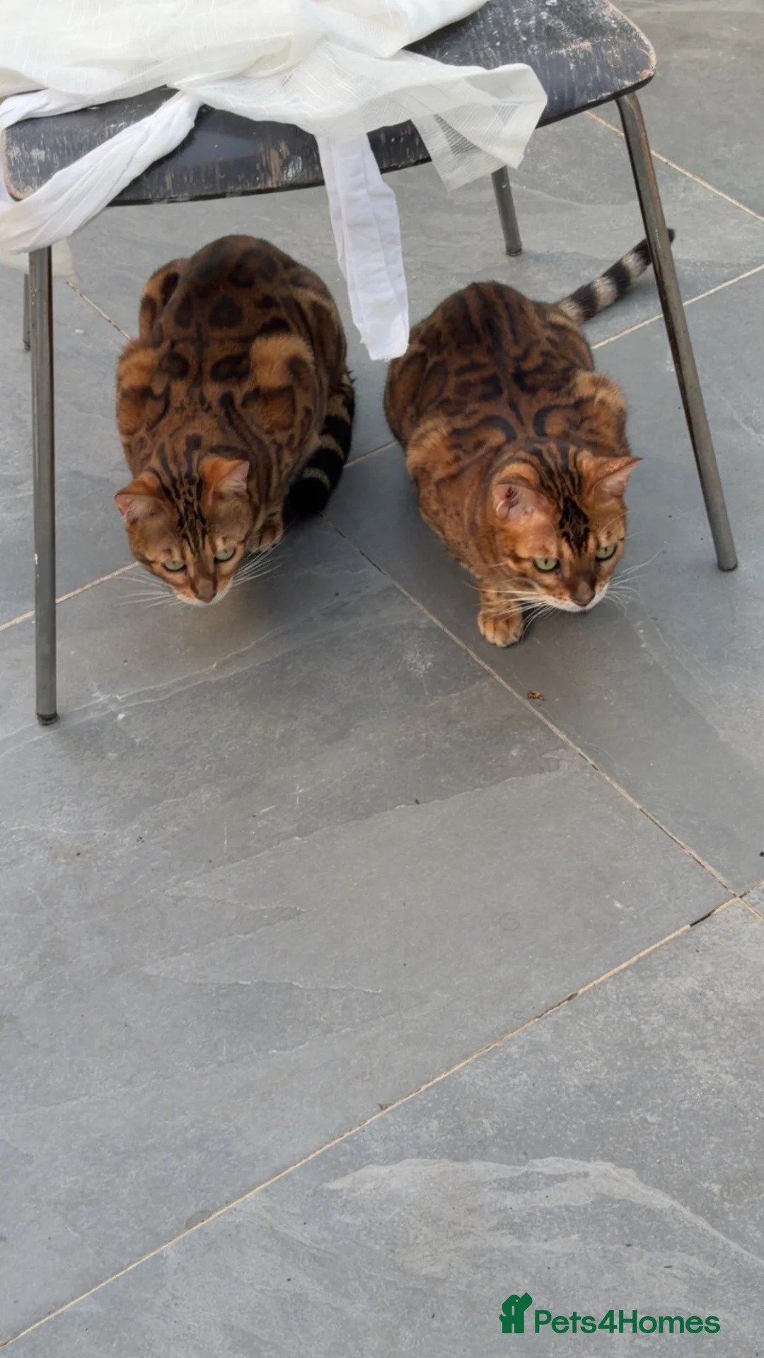 Bengal cats for sale: Bengal cats  in Mitcham - Advert 2