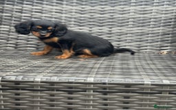 Cavapoo dogs for sale: Cavapoo rare black &tan health tested  - Image 35