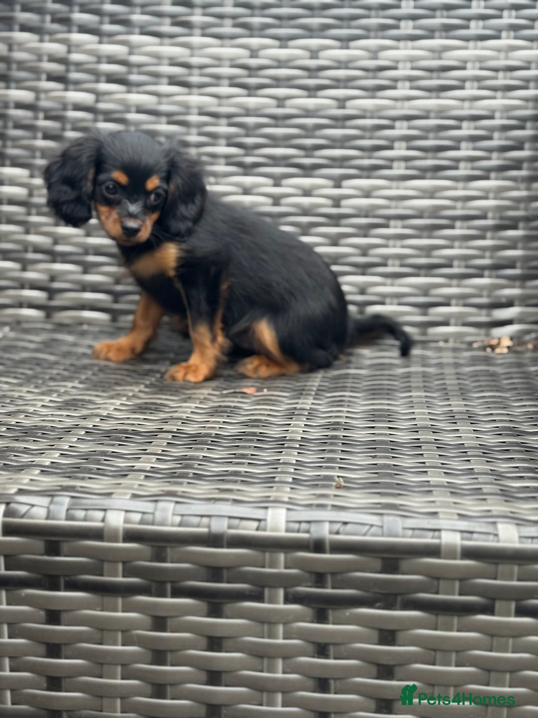 Cavapoo dogs for sale: Cavapoo rare black &tan health tested  - Image 35