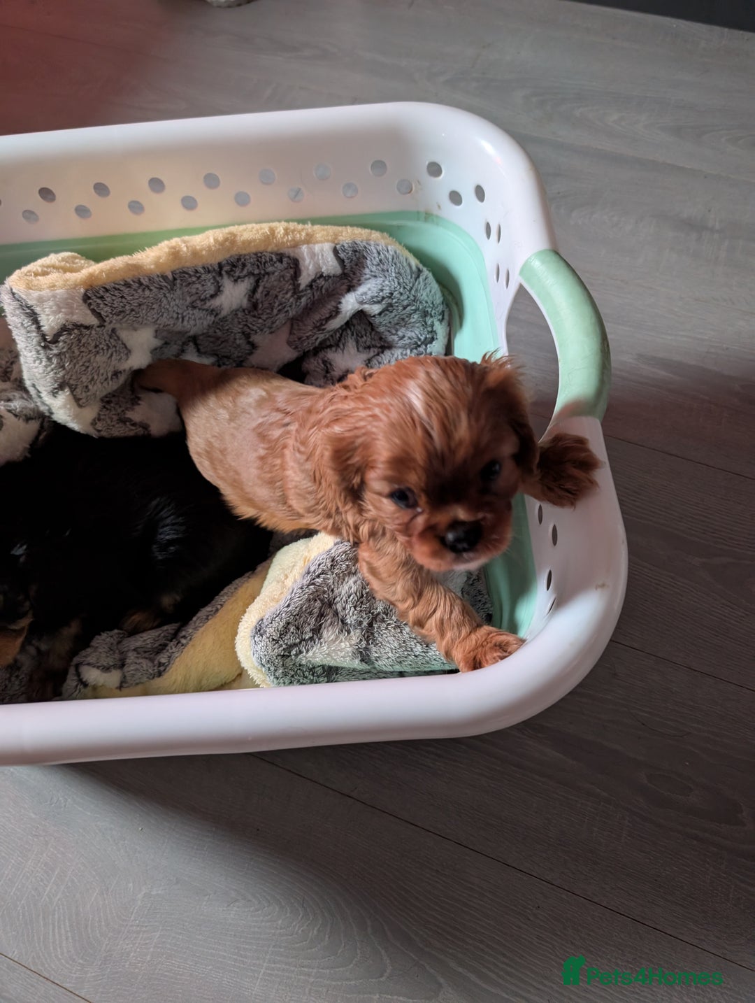 King Charles Spaniel dogs for sale: 2 lovely king Charles cavalier puppies  - Advert 3