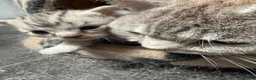 Domestic Shorthair cats for sale: Silver Tabby Kittens  - Advert 12