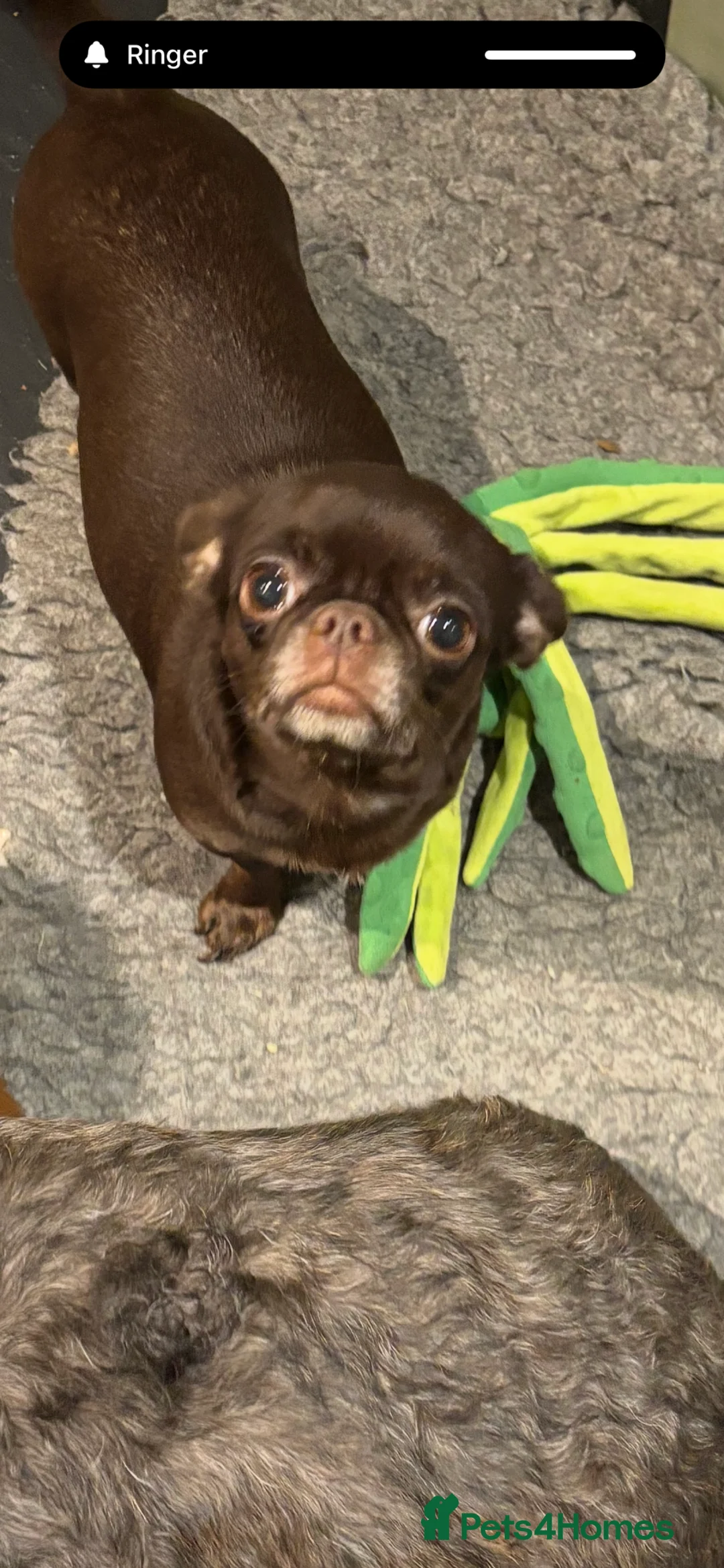 Chihuahua dogs for sale: Beautiful affectionate little female chihuahua  - Advert 1