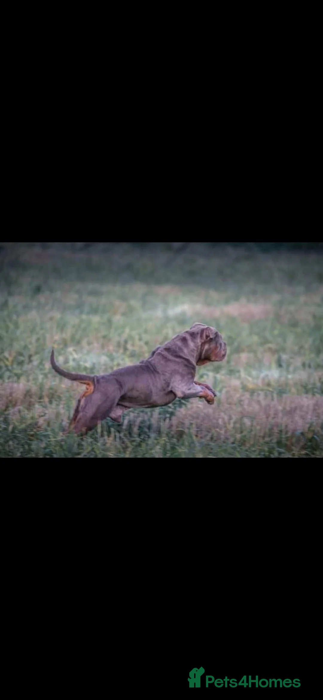 Olde English Bulldogge dogs for sale: RAINBOW OLD ENGLISH LITTER! in Spalding - Advert 13