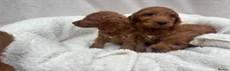 Cavapoo dogs for sale: Cavapoo puppies - Advert 18