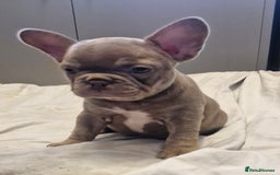 French Bulldog dogs for sale: Last 2 females dwkc frenchies - Image 8