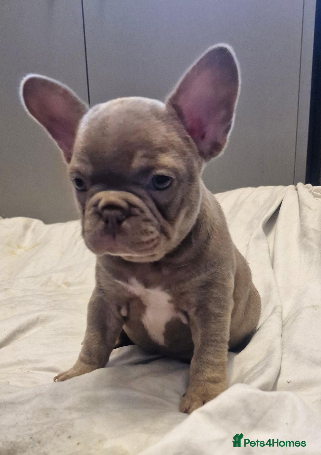 French Bulldog dogs for sale: Last 2 females dwkc frenchies - Image 8