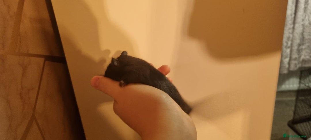 Gerbil rodents for sale: 2 gerbils - Advert 9