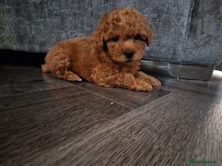 Maltipoo dogs Last one left red boy £ 1500 - Advert 15