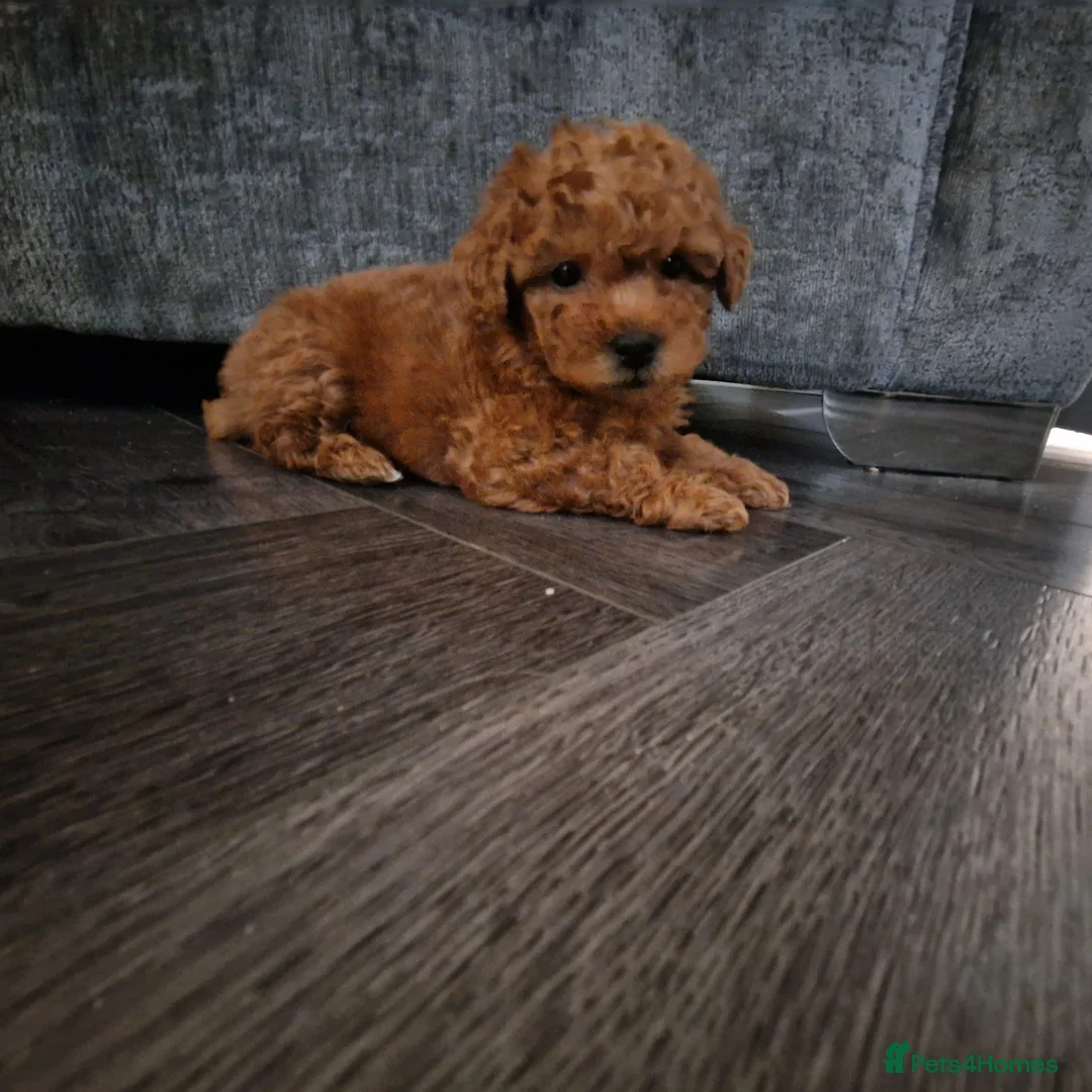 Maltipoo dogs for sale: 2 boys - Advert 1