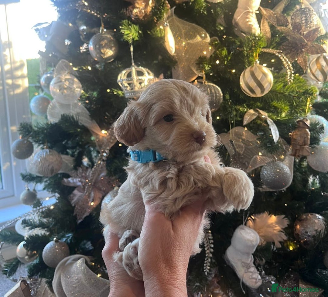 Maltipoo dogs for sale: Toy Maltipoo Puppies - Advert 15