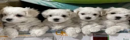 Maltese dogs for stud: Maltese kc champion lines health tested  for Stud  - Advert 12