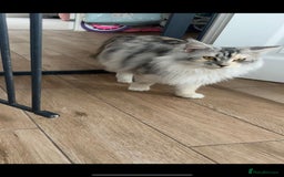 Maine Coon cats for sale: 3 beautiful Maine coon babies READY NOVEMBER - Image 17