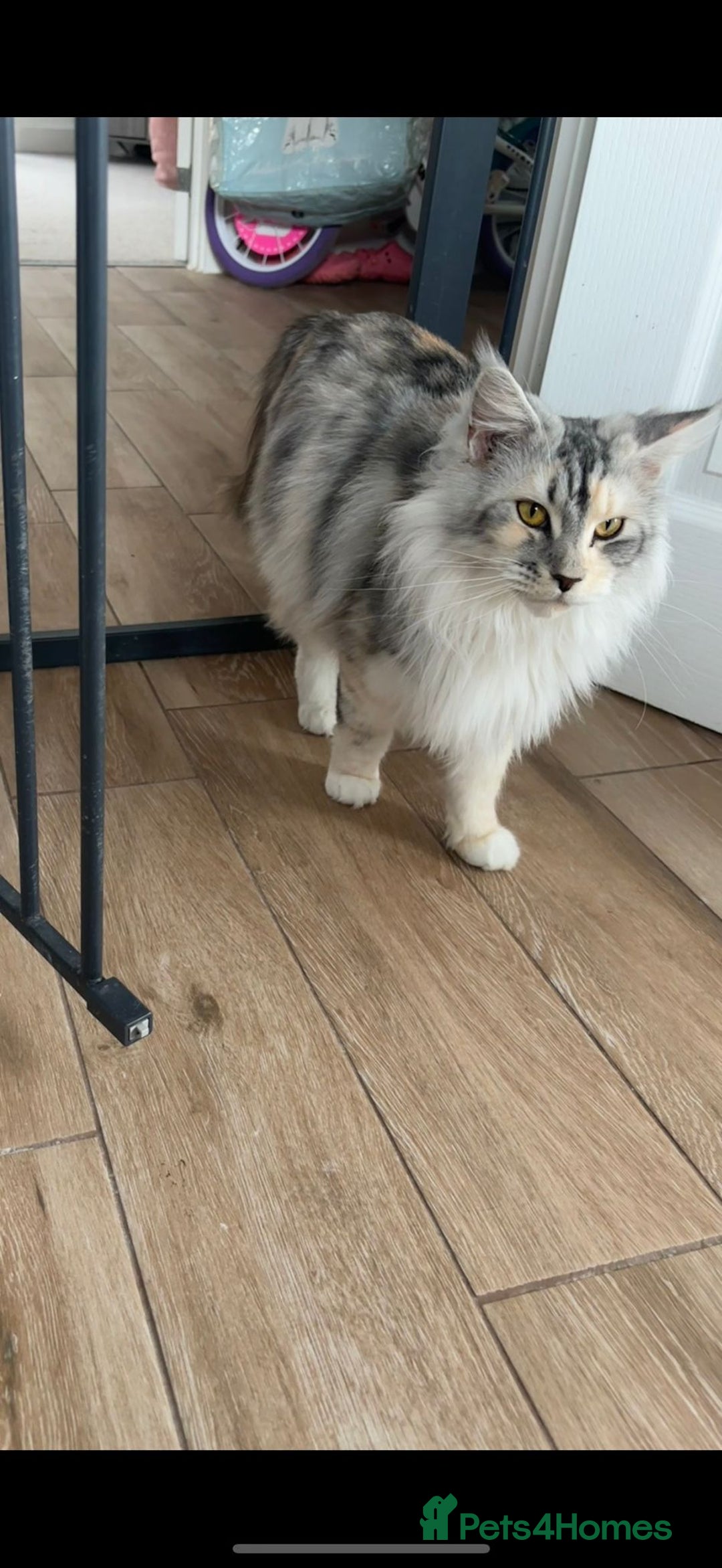 Maine Coon cats for sale: 3 beautiful Maine coon babies READY NOVEMBER - Image 17
