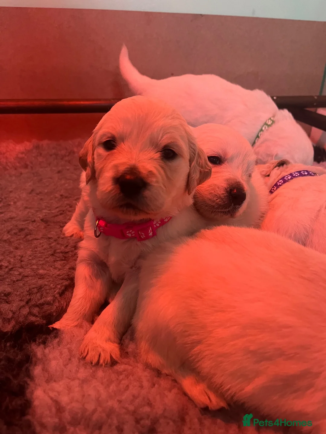 Golden Retriever dogs for sale: Beautiful KC registered Golden Retrievers in Ruthin - Advert 2