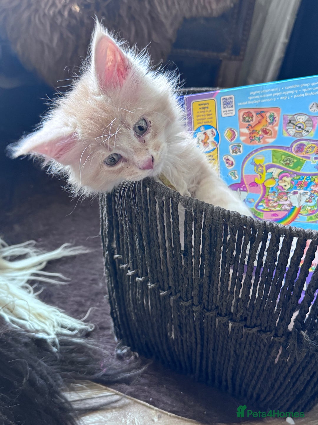 Maine Coon cats for sale: Final kitten left 🧡💛🧡💛 - Image 14