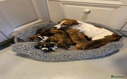 Jack Russell dogs for sale: Stunning Jack Russell Puppies - Advert 4