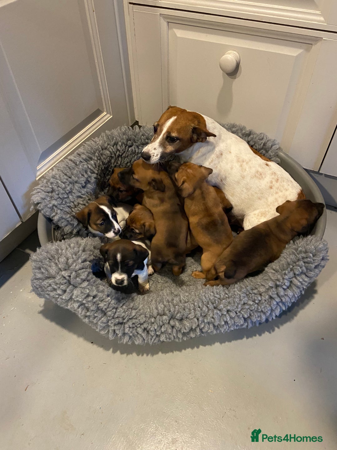 Jack Russell dogs for sale: Stunning Jack Russell Puppies - Advert 4