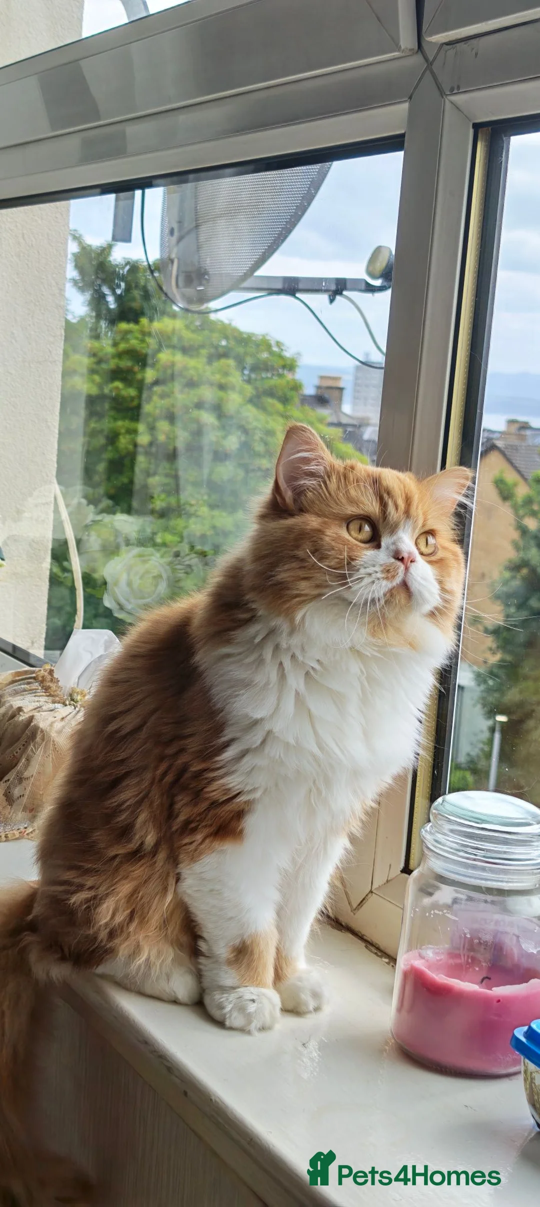 Scottish Fold cats for sale: Teddy in Greenock - Advert 6