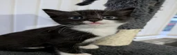Mixed Breed cats for sale: Male kitten for sale - Advert 1