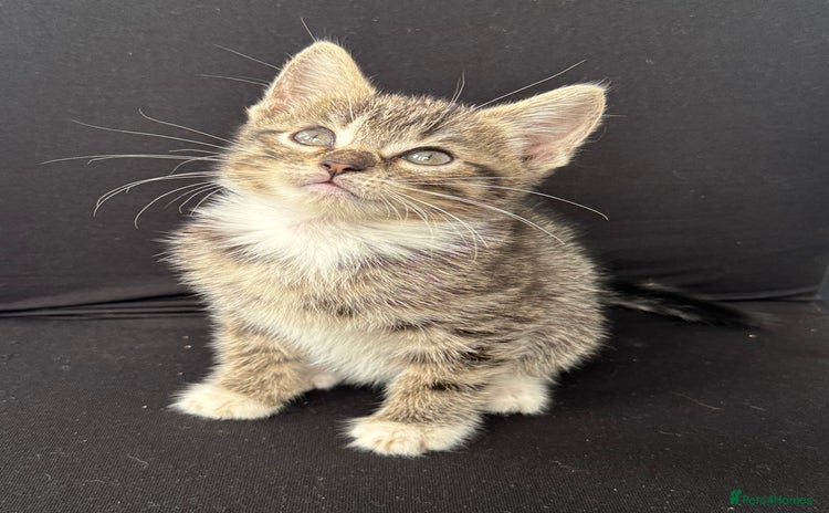 Mixed Breed cats - Advert 16