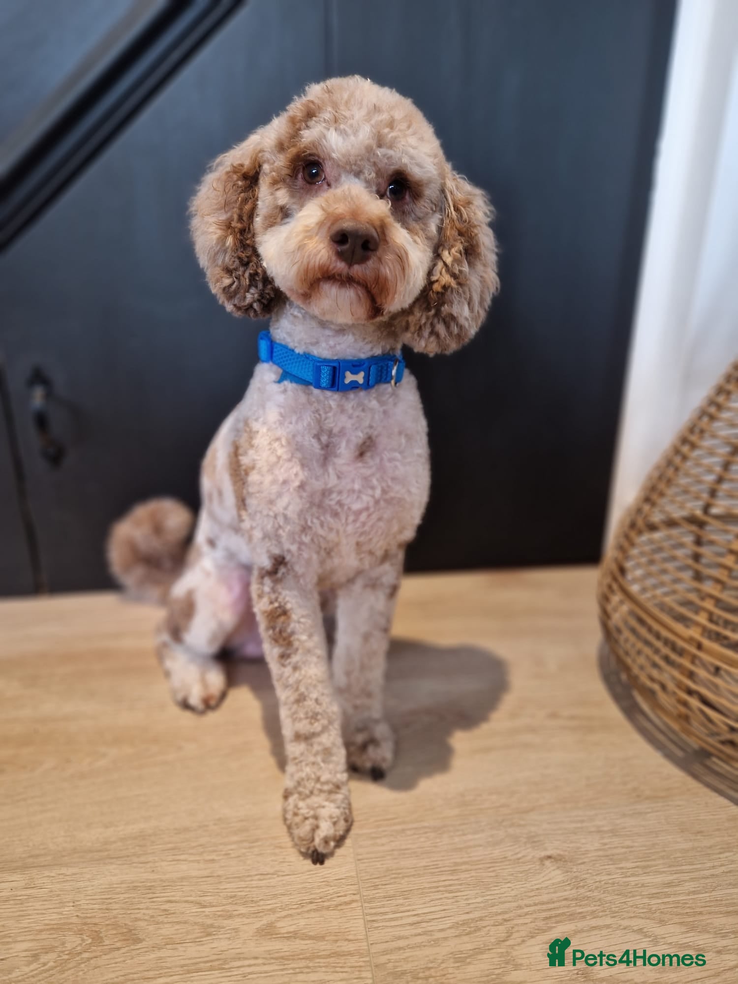 Miniature Poodle dogs Chocolate Merle Miniature Poodle for stud in Warrington - Advert 13