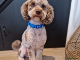 Miniature Poodle dogs Chocolate Merle Miniature Poodle for stud in Warrington - Advert 9