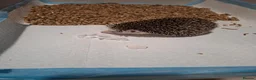 Pygmy Hedgehog rodents for sale: Africsn pygmy hedgehog in Edenbridge - Advert 4
