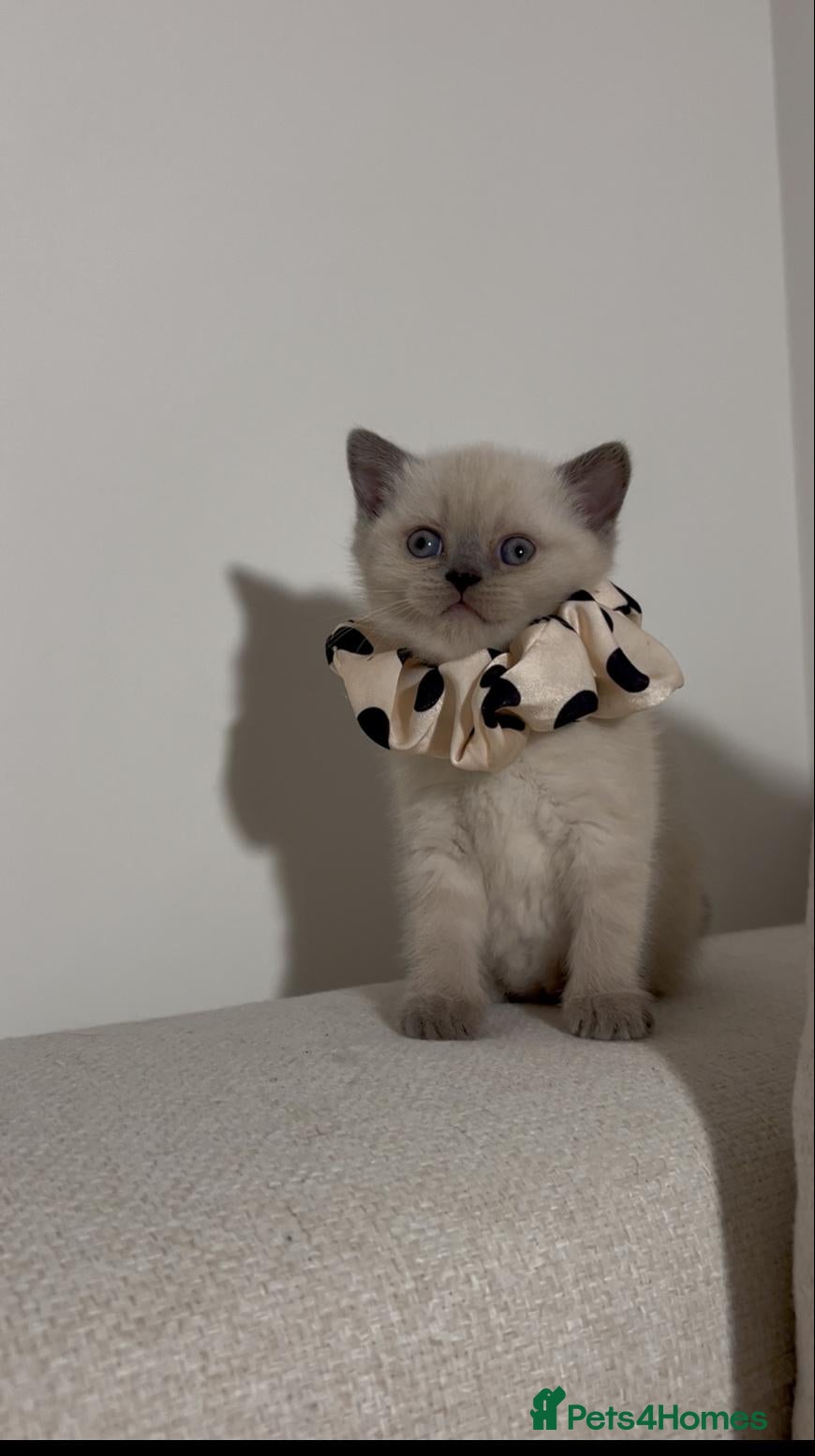 British Shorthair cats 🐱British Shorthair x Scottish Fold Kittens 👑✨️ - Advert 2